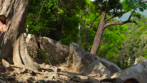 Mujer atractiva en bikini en columpio en bosque tropical. Mujer feliz disfrutando de la libertad y columpiándose en el columpio en la selva . — Vídeo de stock