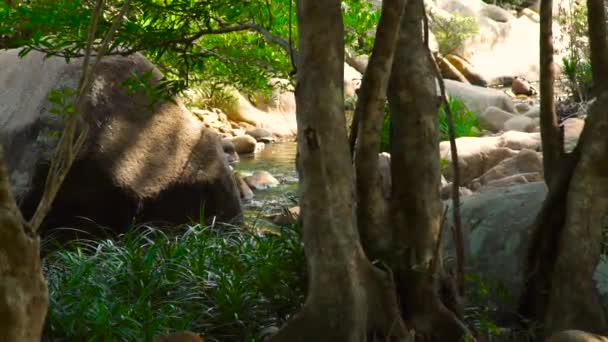 Tropische rivier stroomt in het regenwoud. Natuurlijke landschap stenige rivier in jungle bos. Groene bos en rivier landschap, wilde natuur achtergrond. — Stockvideo