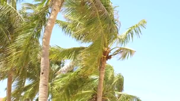 Belle palme sull'isola tropicale nell'oceano. Paesaggio estivo palme da cocco sulla spiaggia di mare su un terreno roccioso cielo blu . — Video Stock