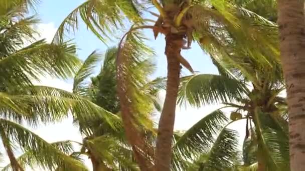 Tropical palm trees waving on sea wind on summer beach. Beautiful coconut palm on tropical coast in ocean on blue sky background. — Stock Video
