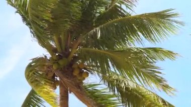 Açık gökyüzü arka plan üzerinde olgun Hindistan cevizi ile yeşil palmiye ağacı. Coconut palm treess yaz sahilde deniz rüzgar sallıyor.