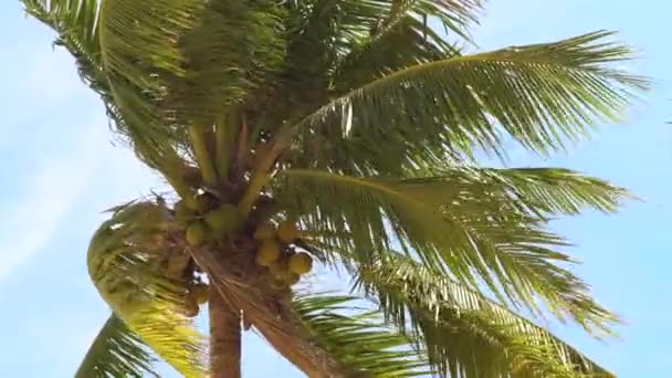 Zielone palmy z dojrzały kokos na tle jasnego nieba. Palmy kokosowe treess macha na morzu wiatr na lato Plaża. — Wideo stockowe