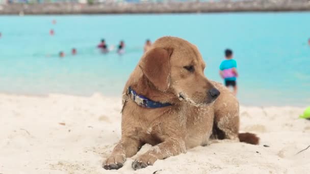 Cute dog lying on sandy beach on sea background. Tired dog drowsing and wants to sleep on sea beach. — Stock Video
