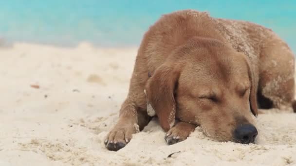 Söt hund sover på sand på stranden. Rolig hund liggande på sommar strand på havet bakgrund. — Stockvideo