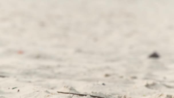 Wet female legs walking on sand close up. Barefoot woman walking on sand low view. — Stock Video