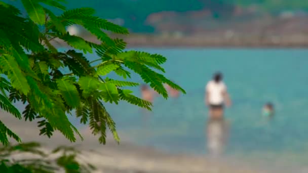 Зелене листя і гілки дерев на фоні людей, які купаються в морі. Листя дерева на фоні людей, які плавають у блакитному морі на літньому пляжі . — стокове відео