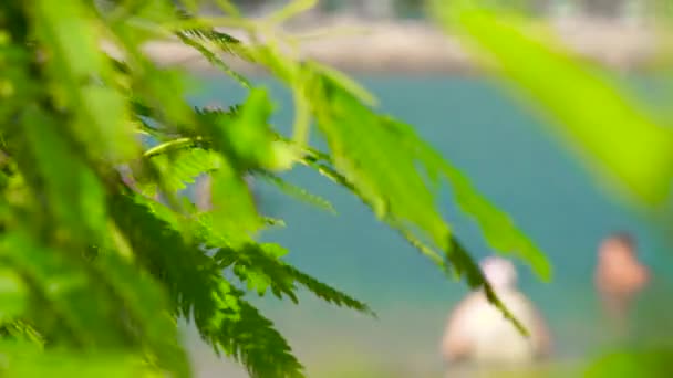 Follaje verde y ramas de árboles sobre fondo marino y personas bañándose en agua azul. Cerca de follaje en el fondo de la gente nadando en el mar azul en la playa de verano . — Vídeos de Stock