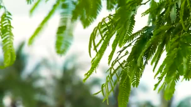 Zelené listy a větve stromů, houpání na větru na pozadí oblohy. Detailní záběr listy zelených listů tropických rostlin . — Stock video