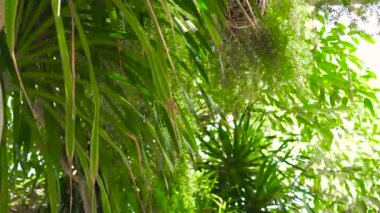 Yeşil ağaçlar ve bitkiler dalları arka plan, palmiye ağaçları açık. Yeşil dekoratif bitkiler, avuç içi ve bahçesinde çiçekler.