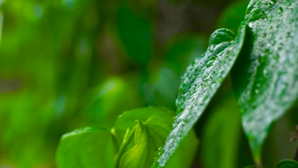 Víz csepp zöld levelek nyári eső után. Közelről esőcseppek a zöld levelek, trópusi növények dzsungelben. Reggeli harmat a nedves Lombok esőerdők.