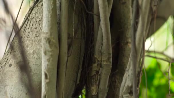 Tropische lianen boomstam in jungle draaien op achtergrond groene gebladerte en planten takken. Close-up van takken van lianen en kofferbak van groene boom in het regenwoud. — Stockvideo