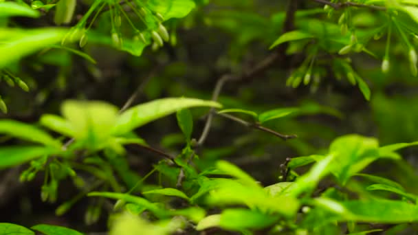 Hojas verdes y ramas de árboles en un bosque de verano después de la lluvia. Cerca de gotas de lluvia en hojas verdes de plantas tropicales en la selva. rocío matutino en el follaje húmedo de árboles en la selva tropical . — Vídeos de Stock