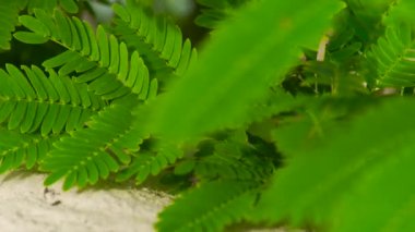 Yeşil yaprakları ve dalları ağaçlarının kapatın. Yeşil kum arka plan yeşillik tropik bitkilerin yaprakları.