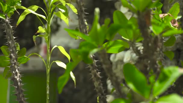 Stekels op romp en groene bladeren op takken van succulente installatie close-up. Groene gebladerte op takken van stekelige plant. — Stockvideo