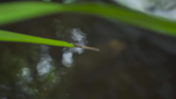 Poissons nageant dans l'étang de jardin d'été. Fermer les poissons de jardin nageant dans un étang décoratif en eau claire . — Video