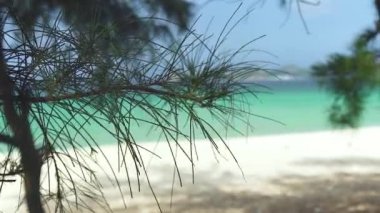 Turkuaz deniz arka plan üzerinde çam ağacı dalı. Mavi deniz ve sakin plaj. Paradise beach yer relax ve dinlenme.