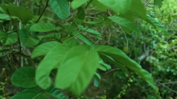 Grüne Dickicht tropischer Bäume in wildem Wald. Grünes Laub und Zweige tropischer Pflanzen und Bäume aus der Sicht des Regenwaldes. — Stockvideo