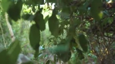 Tropikal orman yeşil çalılıkları ile yürüyüş bakış. Yeşil yapraklar ve dallar tropikal ağaçlar ve liana vahşi ormanda.