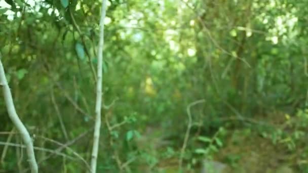 Espesuras verdes de lianas y plantas en el bosque tropical. Follaje verde y ramas de árboles tropicales en la selva salvaje punto de vista . — Vídeos de Stock