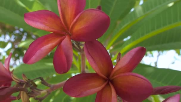 Rote Blumen blühen auf Plumeria Baum im Sommergarten aus nächster Nähe. schöne Frangipani-Blüten und grüne Blätter Hintergrund. asiatische Bäume und Pflanzen. — Stockvideo