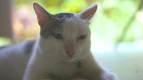 Cerca de gato blanco acostado en el suelo al aire libre. Retrato lindo pequeño gato en tierra al aire libre . — Vídeo de stock