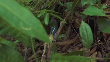 Ağaç dalı yağmur ormanlarında oturan iguana kapatın. Portait iguana kertenkele vahşi tropikal ormanda mavi kafa ile. Sürüngen hayvan doğa.