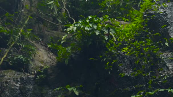 Grüne Pflanzen im tropischen Regenwald. wunderschöne Pflanzen in wilder Natur auf Urwald und Bachwasser, das auf Stein fließt. tropische Dschungel-Landschaft. — Stockvideo