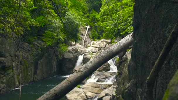 Moitas verdes na selva e paisagem de cachoeira de montanha. Cascata de cachoeira e plantas verdes na floresta tropical . — Vídeo de Stock