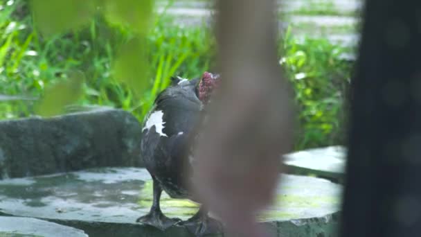 Pato cerca del estanque de agua en la granja de animales de cerca. Pato en el jardín en la granja de ganado. Reproducción de aves domésticas . — Vídeos de Stock