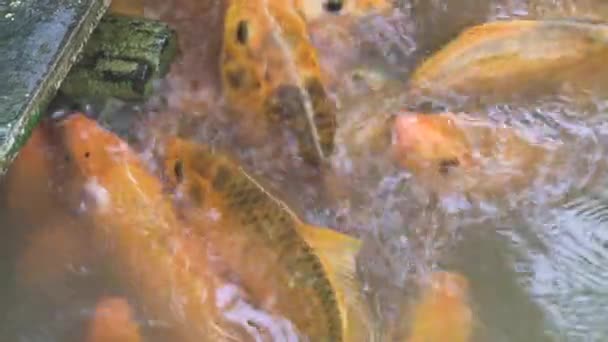 Carp fish swimming in pond on fish farm. Koi carp swimming in water on animal farm. — Stock Video