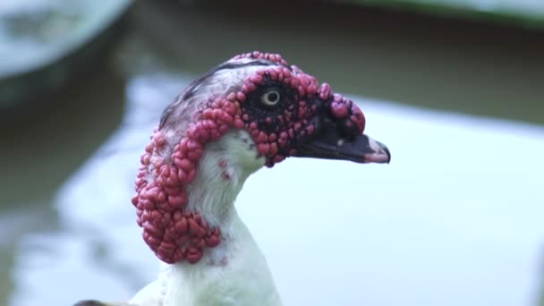 Duck on pond shore in animal farm close up. Duck in livestock farm. Breeding domestic birds. — Stock Video