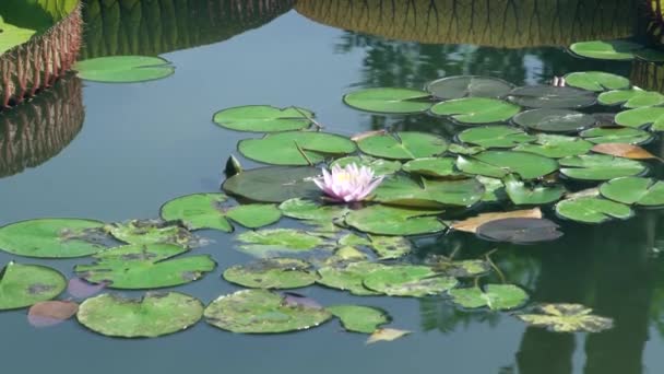 Pink blooming lotus flower on water surface in pond. Beautiful water lily flower on lake. — Stock Video