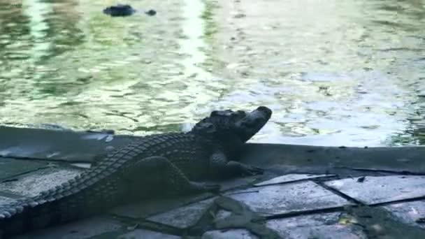 Krokodil nära vatten på krokodilfarm. Avel vilda alligatorer och underprissättning reptiler på djurens gård. — Stockvideo