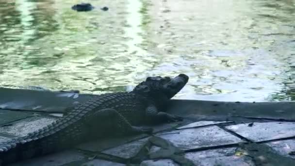 Cocodrilo cerca del agua en la granja de cocodrilos. Caimanes salvajes de cría y reptiles depredadores en granja de animales . — Vídeos de Stock