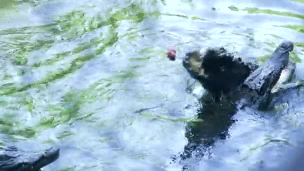 Krokodile schwimmen im Flusswasser. Alligatoren im Teich der Krokodilfarm aus nächster Nähe füttern. — Stockvideo