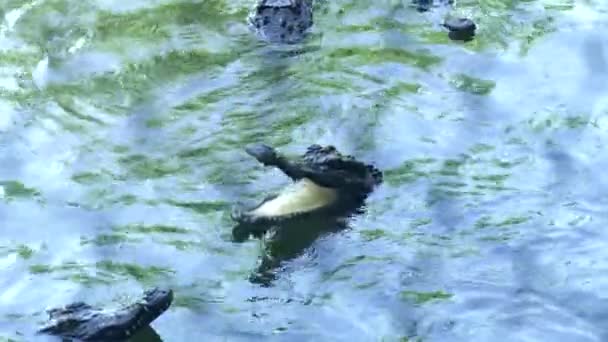 Crocodilos nadando na água do rio. Fechar jacarés selvagens nadando na lagoa . — Vídeo de Stock