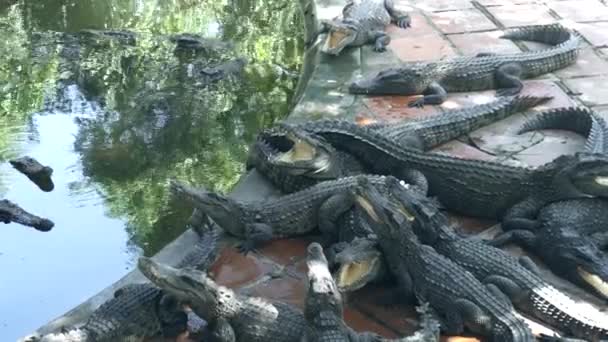 Cocodrilos tirados cerca del agua en la granja de cocodrilos. Cocodrilos salvajes y reptiles depredadores en granja animal . — Vídeos de Stock