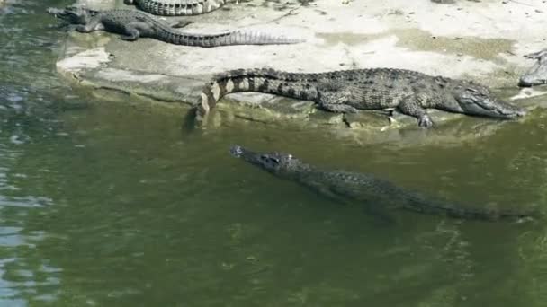 Krokodile schwimmen im Wasser und ruhen sich am Ufer der Krokodilfarm aus. Zucht von wilden Alligatoren und räuberischen Reptilien auf Tierfarm. — Stockvideo