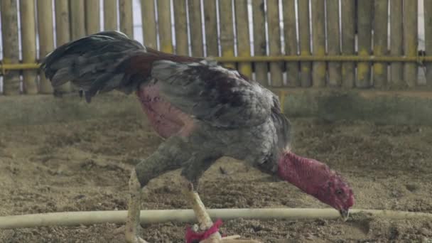 Fighting cock walking on fight ring. Fighting rooster for battle competition on ring. — Stock Video