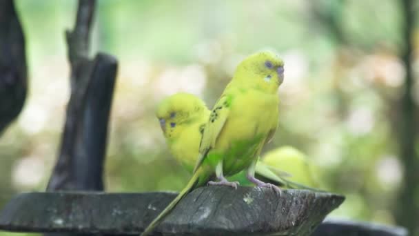 Gröna undulaten sitter på gren i vilda naturen. Närbild av grön papegoja fågel på gren utomhus. — Stockvideo