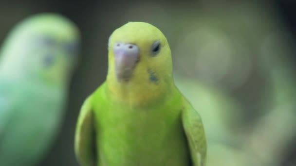 Feche papagaio verde sentado no ramo na natureza selvagem. pássaro papagaio ondulado verde olhando para a câmera ao ar livre . — Vídeo de Stock