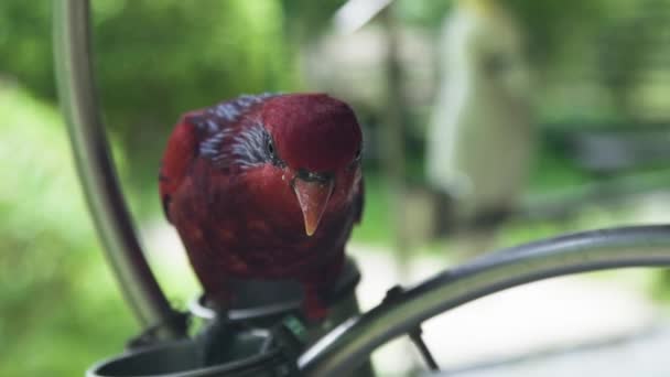 Červený papoušek pták zblízka. Červený papoušek na bidýlku v ptačí park venkovní. Zvíře divoké přírody.