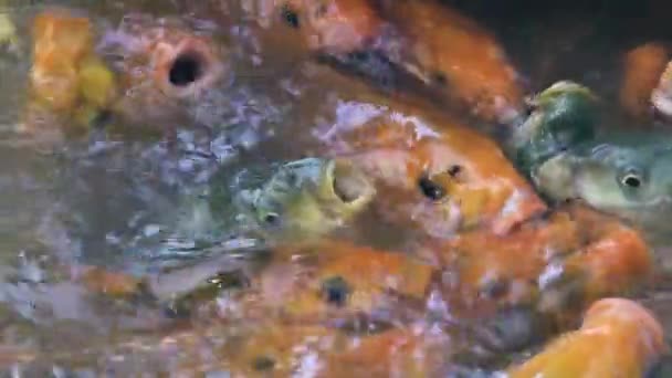 Karpfenfische schwimmen im Teich der Fischzucht. Koi-Karpfen schwimmen auf Tierfarm im Wasser. — Stockvideo