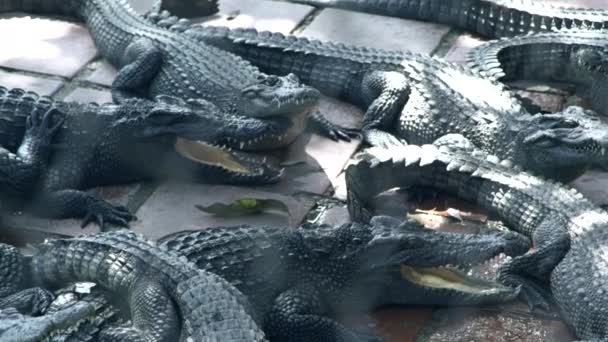 Cocodrilos descansando en la granja de cocodrilos. Grandes caimanes y reptiles depredadores en granja animal . — Vídeos de Stock