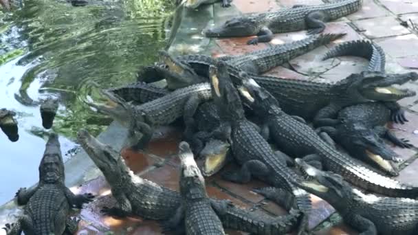 Cocodrilos cerca del agua en la granja de cocodrilos. Alimentación de cocodrilos y reptiles depredadores en granja animal . — Vídeo de stock