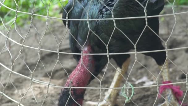 Black fighting cock in cage before cock fight. Fighting rooster for battle on ring. — Stock Video