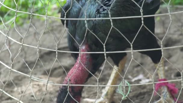 Zwarte vechtende haan in kooi voor haan strijd. Vechtende haan voor de strijd op ring. — Stockvideo