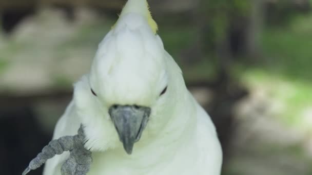 Cacatúa de loro blanco limpiando sus plumas con pata y pico de cerca. Loro cacatúa en la naturaleza salvaje . — Vídeo de stock