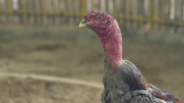 Opinion you fighting cock video something is All above fighting cock video sorry, that