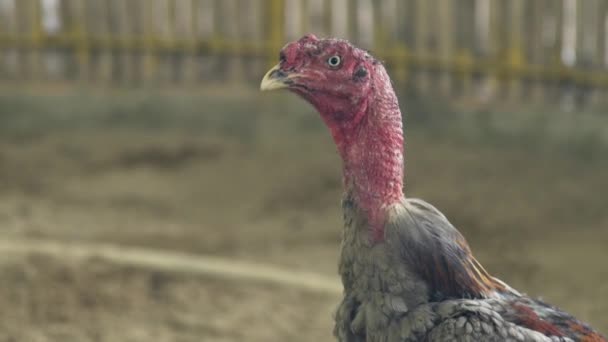 Cock on fighting ring close up. Fighting cock for battle competition on ring. — Stock Video